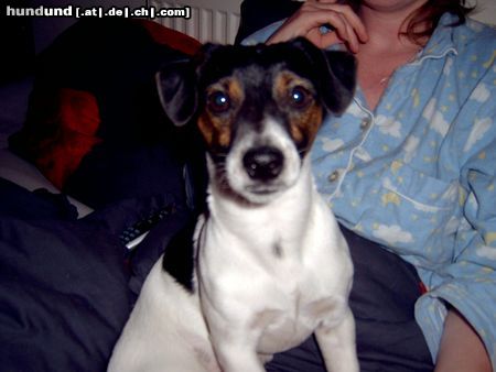 Jack-Russell-Terrier Hunde Foto 15575 Jack-Russell-Terrier Neo & Sunny Neo ist er nicht ein hüpscher kerl