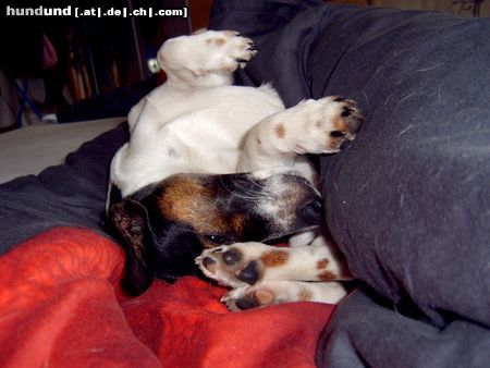 Jack-Russell-Terrier Hunde Foto 15574 Jack-Russell-Terrier Neo & Sunny Neo beim schlafen ob das bequem ist