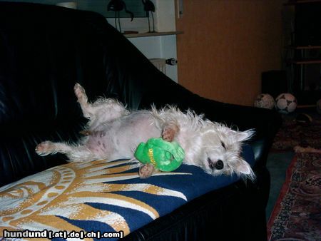 Jack-Russell-Terrier Hunde Foto 16135 Jack-Russell-Terrier schlafe sogar damit