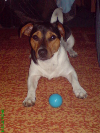 Jack-Russell-Terrier Hunde Foto 41609 Jack-Russell-Terrier Nico und sein Lieblingsball