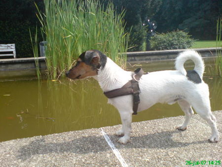Jack-Russell-Terrier Hunde Foto 41610 Jack-Russell-Terrier Nico geht gerne schwimmen