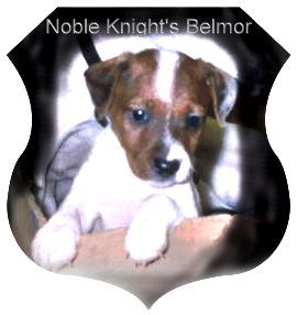 Jack-Russell-Terrier Hunde Foto 27263 Jack-Russell-Terrier Noble Knights Belmor