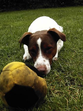 Jack-Russell-Terrier Nun werfe ihn schon