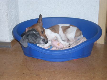 Jack-Russell-Terrier Hunde Foto 28330 Jack-Russell-Terrier Odie und Damon
