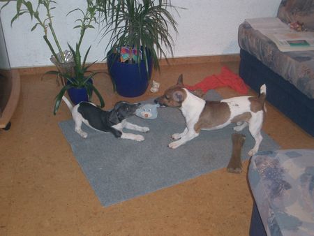 Jack-Russell-Terrier Hunde Foto 28362 Jack-Russell-Terrier Odie und Damon