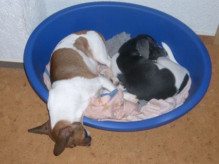 Jack-Russell-Terrier Hunde Foto 28363 Jack-Russell-Terrier Odie und Damon