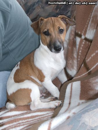 Jack-Russell-Terrier Hunde Foto 21272 Jack-Russell-Terrier Odie
