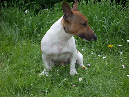 Jack-Russell-Terrier Hunde Foto 32521 Jack-Russell-Terrier Odie