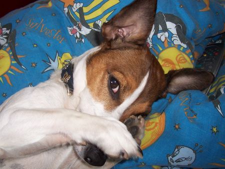 Jack-Russell-Terrier Hunde Foto 33174 Jack-Russell-Terrier schämt sich ^^