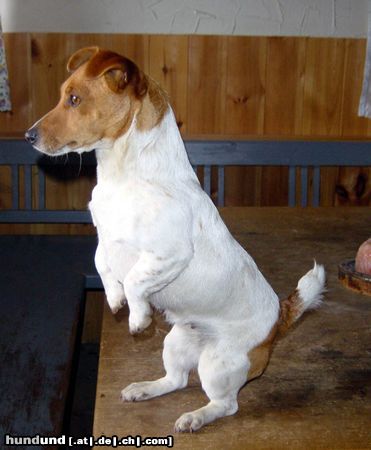Jack-Russell-Terrier Hunde Foto 10511 Jack-Russell-Terrier Wo ist der Osterhase?