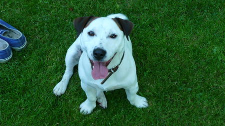 Jack-Russell-Terrier Hunde Foto 39015 in höherer Auflösung ansehen Jack-Russell-Terrier Bello