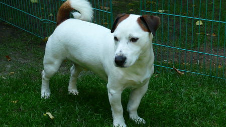 Jack-Russell-Terrier Hunde Foto 39014 in höherer Auflösung ansehen Jack-Russell-Terrier Bello