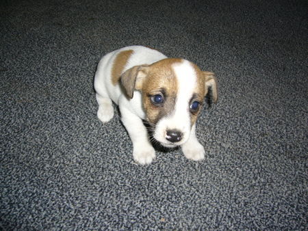 Jack-Russell-Terrier Hunde Foto 35558 in höherer Auflösung ansehen Jack-Russell-Terrier Noch ein wenig ängstlich