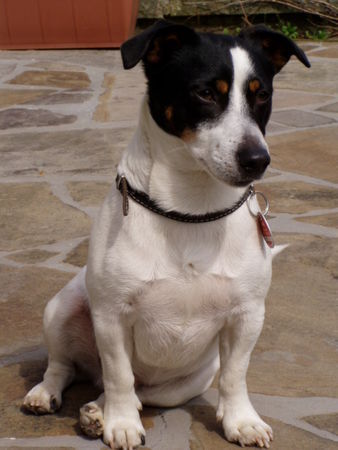 Jack-Russell-Terrier Hunde Foto 28668 in höherer Auflösung ansehen Jack-Russell-Terrier Unser bester Freund