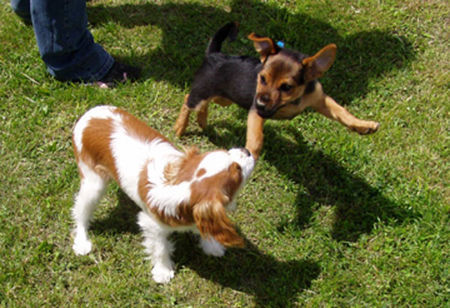 Jack-Russell-Terrier Hunde Foto 29302 Jack-Russell-Terrier spielen macht sooo viel Spaß