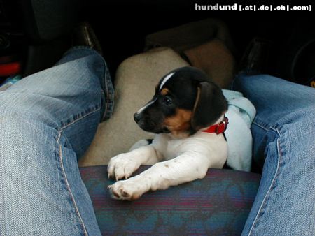 Jack-Russell-Terrier Hunde Foto 21080 in höherer Auflösung ansehen Jack-Russell-Terrier Meine erste Autofahrt(10 Wochen alt)