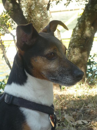 Jack-Russell-Terrier Felix in Kroatien