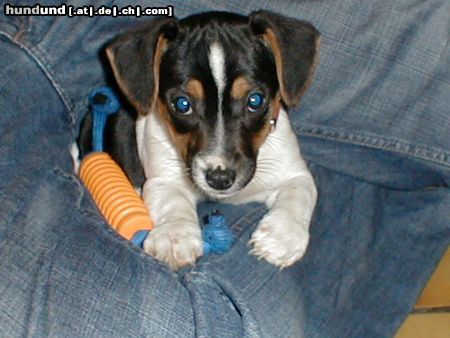 Jack-Russell-Terrier Hunde Foto 20972 in höherer Auflösung ansehen Jack-Russell-Terrier
