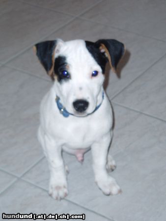 Jack-Russell-Terrier Hunde Foto 10240 Jack-Russell-Terrier Snoopy...wartend auf sein fresschen...