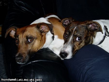 Jack-Russell-Terrier Hunde Foto 20554 in höherer Auflösung ansehen Jack-Russell-Terrier Goofy und Schröder aus Hamburg