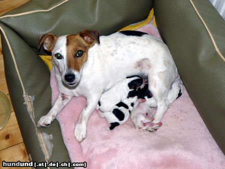 Jack-Russell-Terrier unsre kleinen