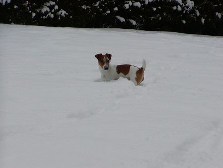 Jack-Russell-Terrier Hunde Foto 2427 Jack-Russell-Terrier Mein Hund