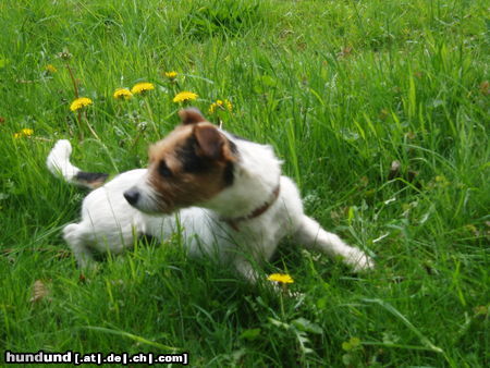 Jack-Russell-Terrier Hunde Foto 46227 in höherer Auflösung ansehen Jack-Russell-Terrier Nelly