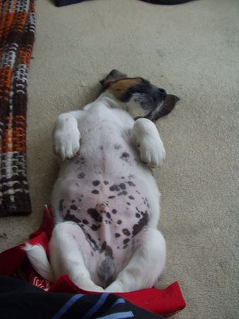 Jack-Russell-Terrier Hunde Foto 36636 in höherer Auflösung ansehen Jack-Russell-Terrier nein nein ich bin nicht dick !!