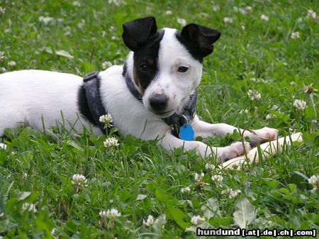 Jack-Russell-Terrier Hunde Foto 23840 in höherer Auflösung ansehen Jack-Russell-Terrier LOKI