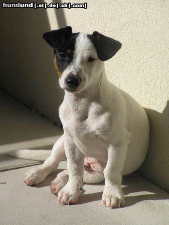 Jack-Russell-Terrier Hunde Foto 24622 in höherer Auflösung ansehen Jack-Russell-Terrier Unser ganzer Stolz