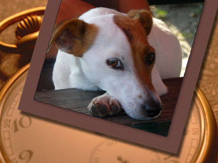 Jack-Russell-Terrier Hunde Foto 42932 in höherer Auflösung ansehen Jack-Russell-Terrier Meine Cara!