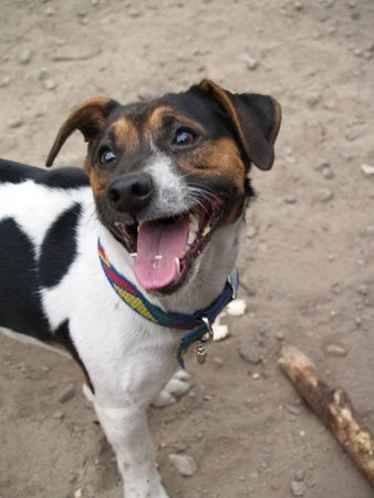 Jack-Russell-Terrier Hunde Foto 34689 in höherer Auflösung ansehen Jack-Russell-Terrier Unser Gonzo vor dem Stöckchenwurf