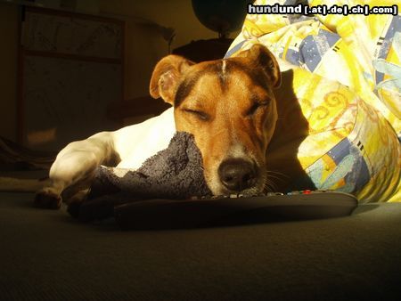 Jack-Russell-Terrier Hunde Foto 15609 in höherer Auflösung ansehen Jack-Russell-Terrier Sunny, Sonne, gut so
