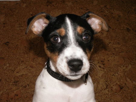 Jack-Russell-Terrier Hunde Foto 37229 in höherer Auflösung ansehen Jack-Russell-Terrier Kann diesen Augen jemand wiederstehen???