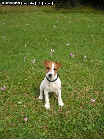 Jack-Russell-Terrier Hunde Foto 25816 in höherer Auflösung ansehen Jack-Russell-Terrier