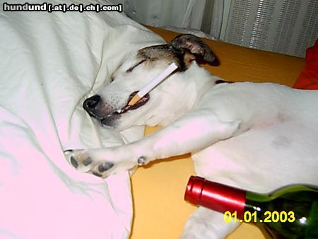 Jack-Russell-Terrier Hunde Foto 20254 in höherer Auflösung ansehen Jack-Russell-Terrier War das ne Party