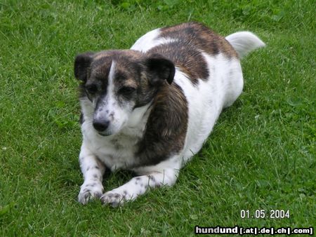 Jack-Russell-Terrier Hunde Foto 16483 in höherer Auflösung ansehen Jack-Russell-Terrier Das ist Lisa, ich habe sie in einem Tierheim gefunden