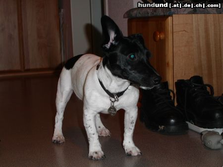 Jack-Russell-Terrier Hunde Foto 15791 in höherer Auflösung ansehen Jack-Russell-Terrier Mein HUnd Buddy