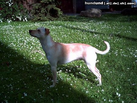Jack-Russell-Terrier Hunde Foto 22375 in höherer Auflösung ansehen Jack-Russell-Terrier Unsere Jacky.