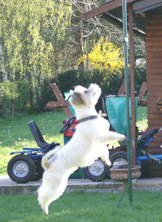 Jack-Russell-Terrier Hunde Foto 31942 in höherer Auflösung ansehen Jack-Russell-Terrier HALF jack-russell-terrier...but the best dog ever
