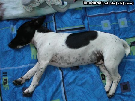 Jack-Russell-Terrier Mein HUnd Buddy