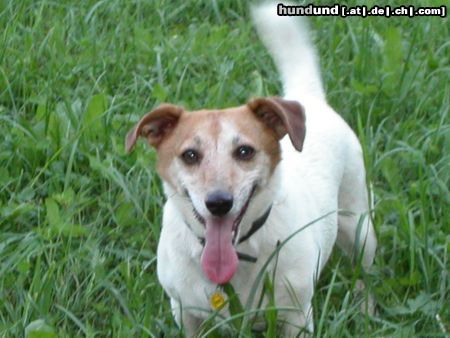 Jack-Russell-Terrier Hunde Foto 15792 in höherer Auflösung ansehen Jack-Russell-Terrier Mein HUnd Buddy