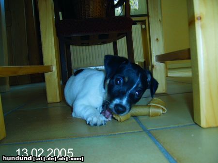 Jack-Russell-Terrier Hunde Foto 18736 in höherer Auflösung ansehen Jack-Russell-Terrier mmmhmm..lecker