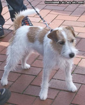 Jack-Russell-Terrier