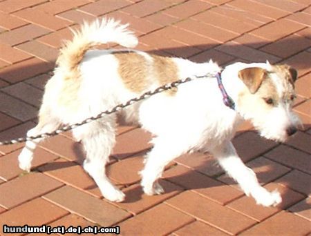 Jack-Russell-Terrier