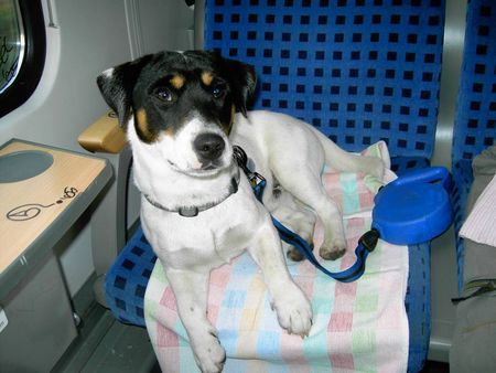 Jack-Russell-Terrier Hunde Foto 27108 in höherer Auflösung ansehen Jack-Russell-Terrier ... vertrage Autofahren nicht!!!