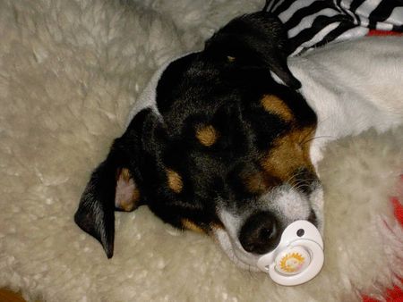 Jack-Russell-Terrier Hunde Foto 27100 in höherer Auflösung ansehen Jack-Russell-Terrier ,,, unser taubes Flötchen ...