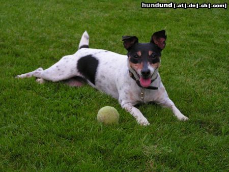 Jack-Russell-Terrier Hunde Foto 15588 in höherer Auflösung ansehen Jack-Russell-Terrier Unsere verrückte Agility - Jackie (8 J.)