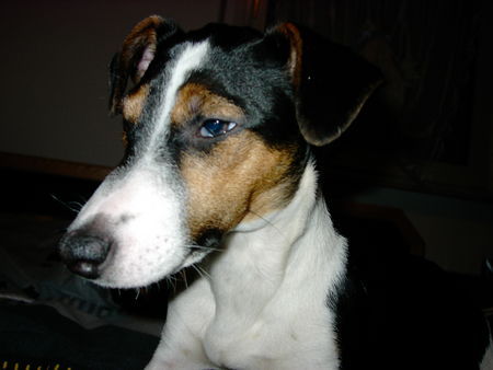 Jack-Russell-Terrier Hunde Foto 32023 in höherer Auflösung ansehen Jack-Russell-Terrier Bin ja sooo müde....