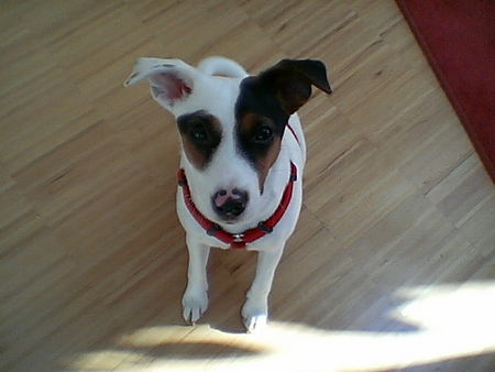 Jack-Russell-Terrier Hunde Foto 27537 Jack-Russell-Terrier Emma vom Bauernhof, 7 Monate alt..